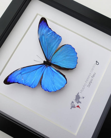 Framed Metallic Blue Morpho Butterfly, Taxidermy Art, 8"x8"