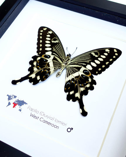Framed papilio lormieri butterfly: central emperor swallowtail wall art