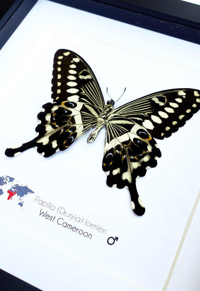Framed papilio lormieri butterfly: central emperor swallowtail wall art