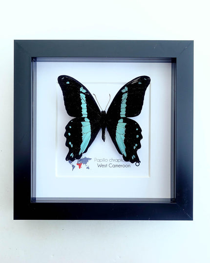 Framed papilio butterfly: broad green-banded swallowtail wall decor
