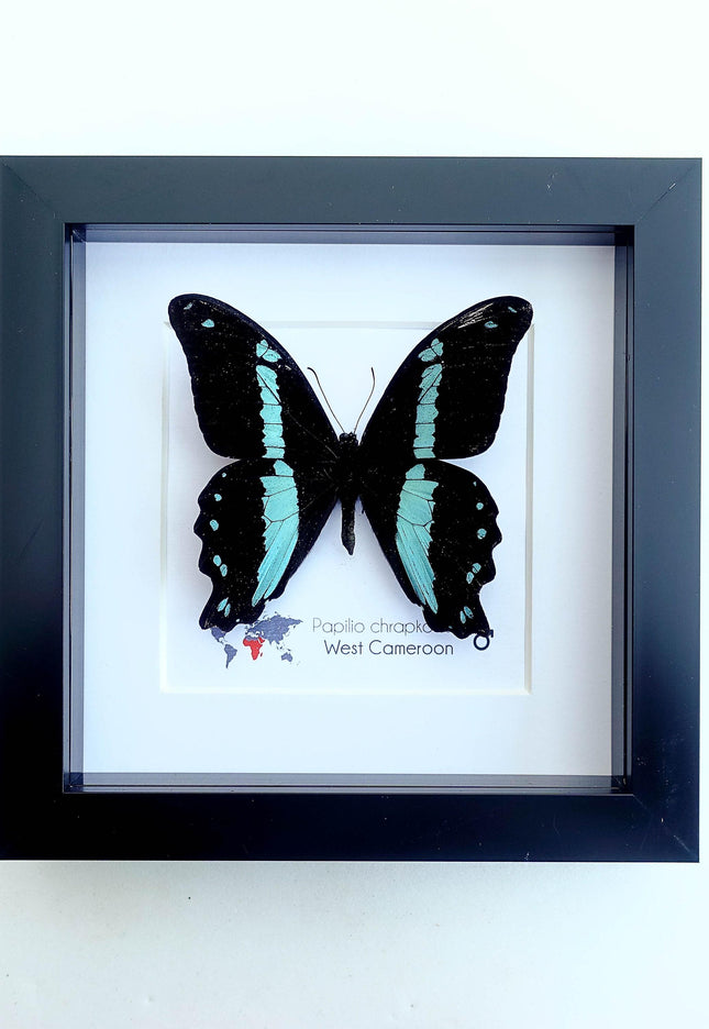 Framed papilio butterfly: broad green-banded swallowtail wall decor
