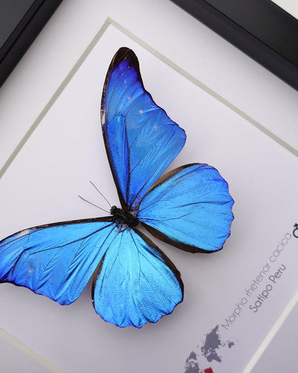 Framed Metallic Blue Morpho Butterfly, Taxidermy Art, 8"x8"