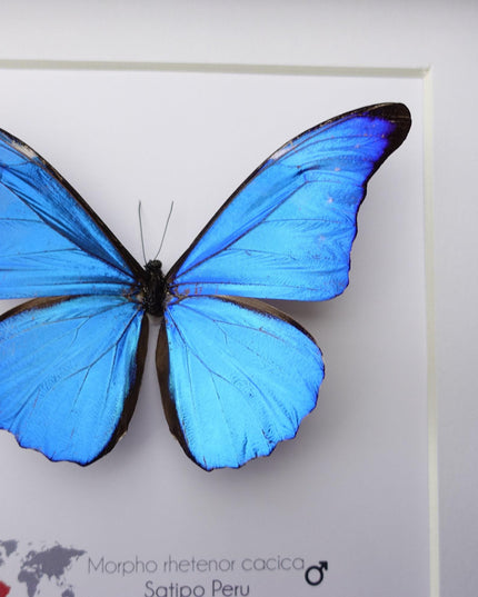 Framed Metallic Blue Morpho Butterfly, Taxidermy Art, 8"x8"