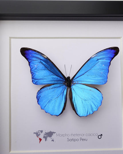 Framed Metallic Blue Morpho Butterfly, Taxidermy Art, 8"x8"