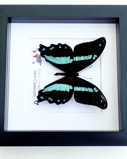 Framed papilio butterfly: broad green-banded swallowtail wall decor