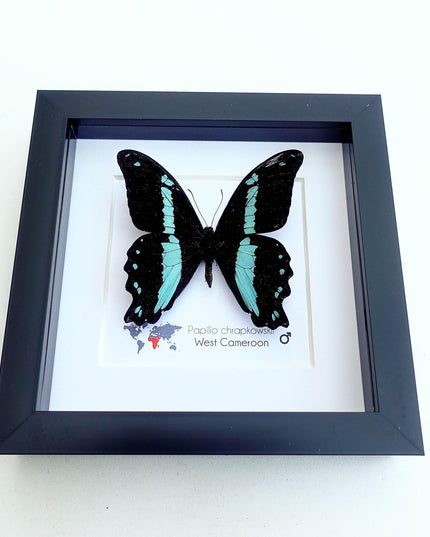 Framed papilio butterfly: broad green-banded swallowtail wall decor