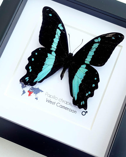 Framed papilio butterfly: broad green-banded swallowtail wall decor