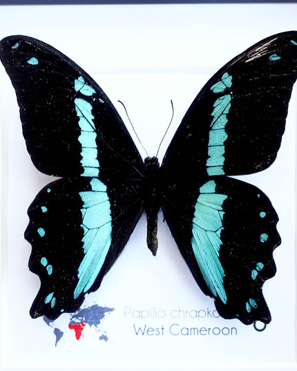 Framed papilio butterfly: broad green-banded swallowtail wall decor