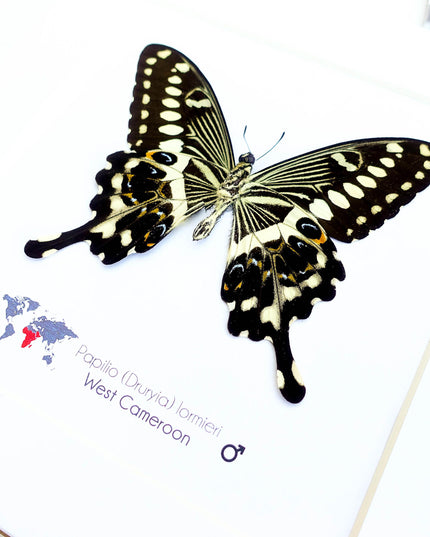 Framed papilio lormieri butterfly: central emperor swallowtail wall art