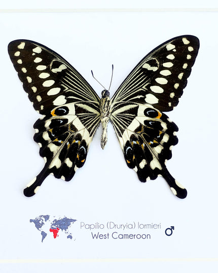 Framed papilio lormieri butterfly: central emperor swallowtail wall art