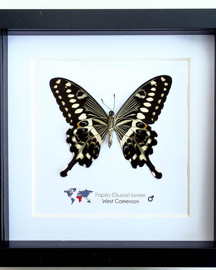 Framed papilio lormieri butterfly: central emperor swallowtail wall art
