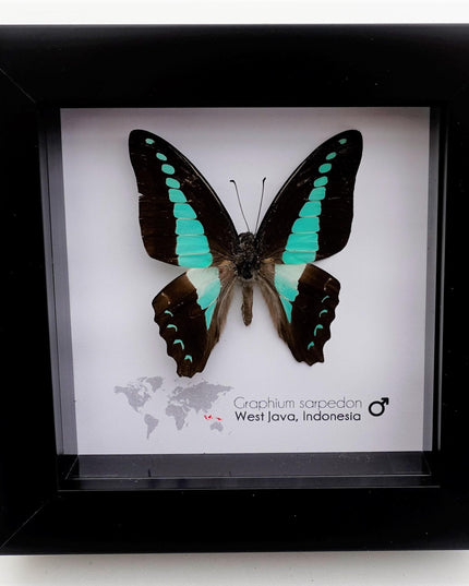 Framed Blue Triangle Butterfly, Graphium Sarpedon, 4x4 Frame