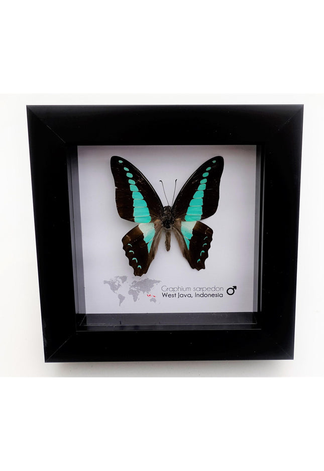 Framed Blue Triangle Butterfly, Graphium Sarpedon, 4x4 Frame