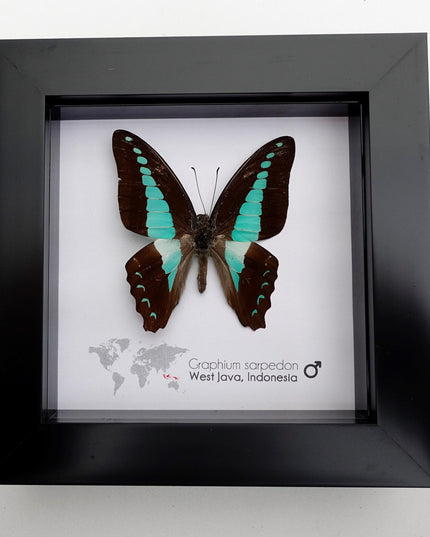 Framed Blue Triangle Butterfly, Graphium Sarpedon, 4x4 Frame