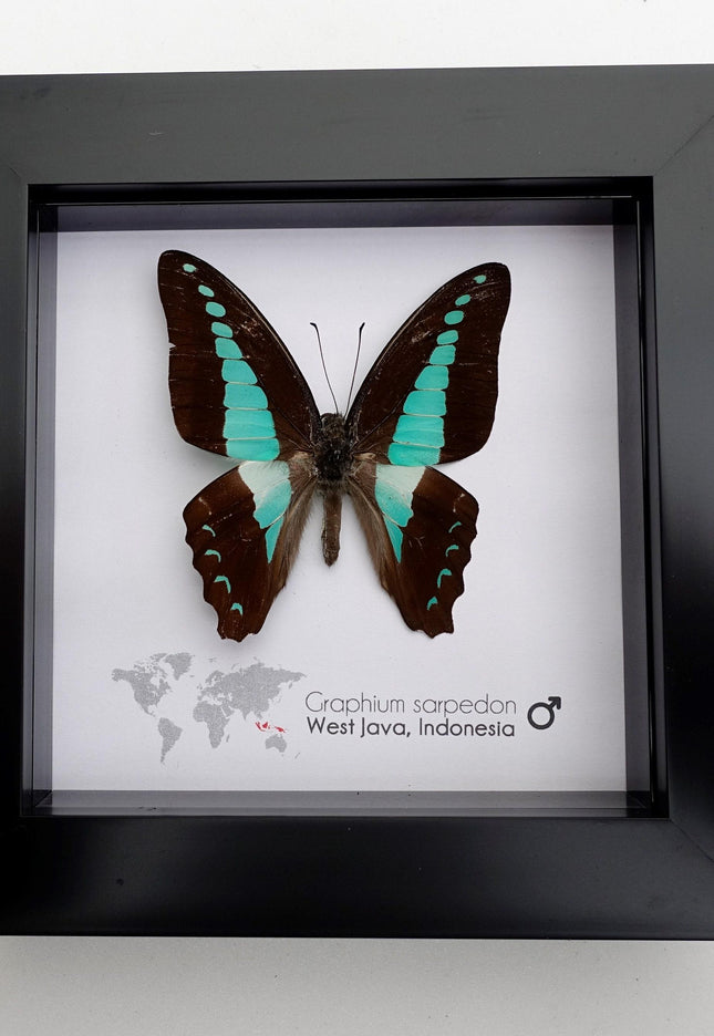 Framed Blue Triangle Butterfly, Graphium Sarpedon, 4x4 Frame
