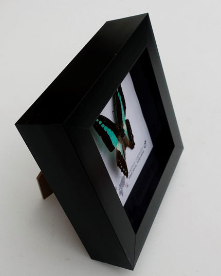 Framed Blue Triangle Butterfly, Graphium Sarpedon, 4x4 Frame