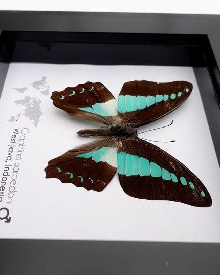 Framed Blue Triangle Butterfly, Graphium Sarpedon, 4x4 Frame