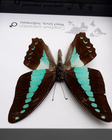 Framed Blue Triangle Butterfly, Graphium Sarpedon, 4x4 Frame