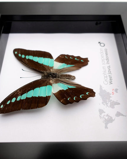 Framed Blue Triangle Butterfly, Graphium Sarpedon, 4x4 Frame