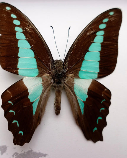 Framed Blue Triangle Butterfly, Graphium Sarpedon, 4x4 Frame