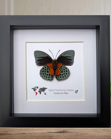 Framed agrias beata butterfly - female - peru - 6"x6"