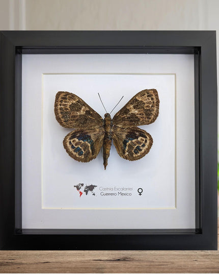 Rare Castnia Escalantei Moth, Taxidermy Entomology Display, 8x8 Framed