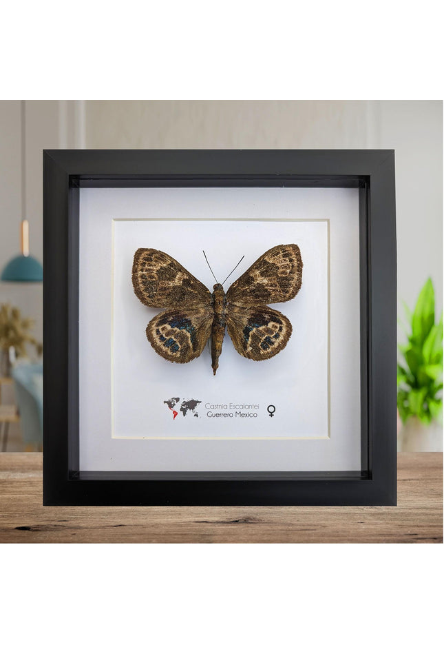 Rare Castnia Escalantei Moth, Taxidermy Entomology Display, 8x8 Framed