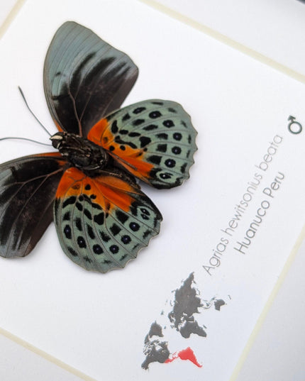 Framed agrias beata butterfly - female - peru - 6"x6"