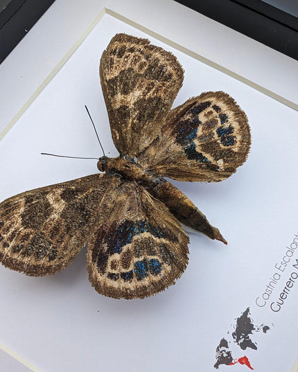 Rare Castnia Escalantei Moth, Taxidermy Entomology Display, 8x8 Framed
