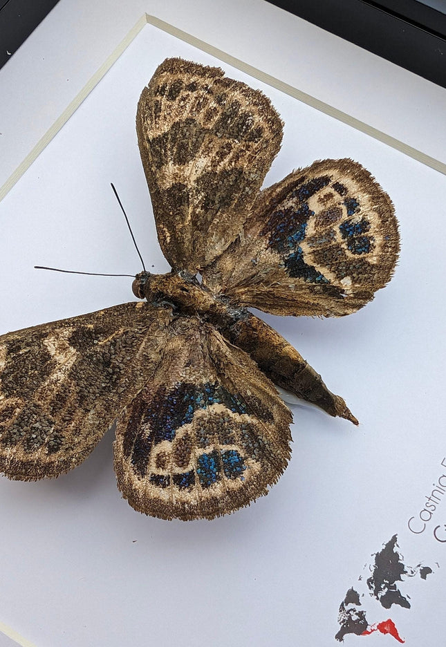 Rare Castnia Escalantei Moth, Taxidermy Entomology Display, 8x8 Framed