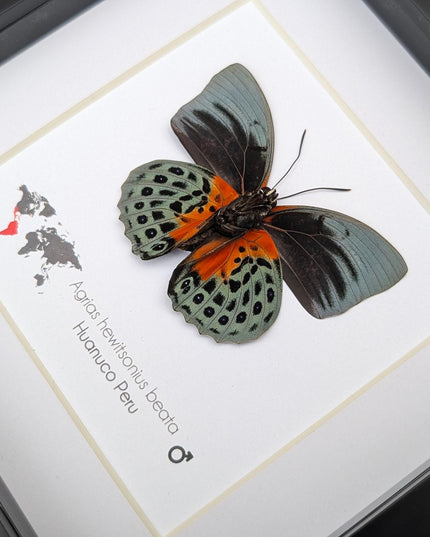 Framed agrias beata butterfly - female - peru - 6"x6"