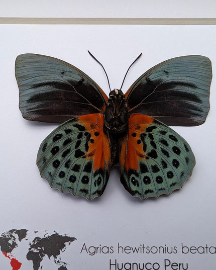 Framed agrias beata butterfly - female - peru - 6"x6"