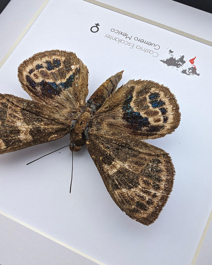 Rare Castnia Escalantei Moth, Taxidermy Entomology Display, 8x8 Framed