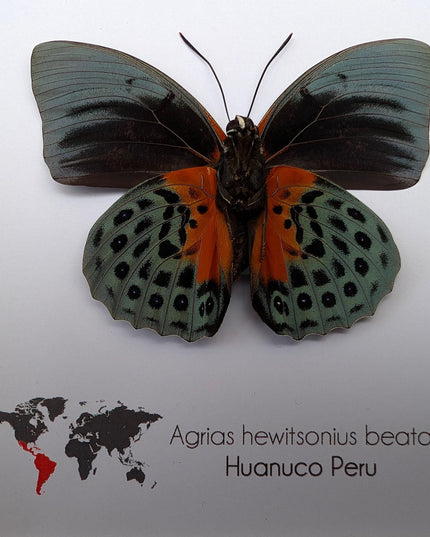 Framed agrias beata butterfly - female - peru - 6"x6"