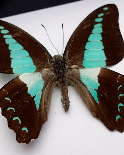 Framed Blue Triangle Butterfly, Graphium Sarpedon, 4x4 Frame