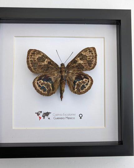 Rare Castnia Escalantei Moth, Taxidermy Entomology Display, 8x8 Framed