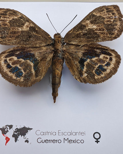Rare Castnia Escalantei Moth, Taxidermy Entomology Display, 8x8 Framed