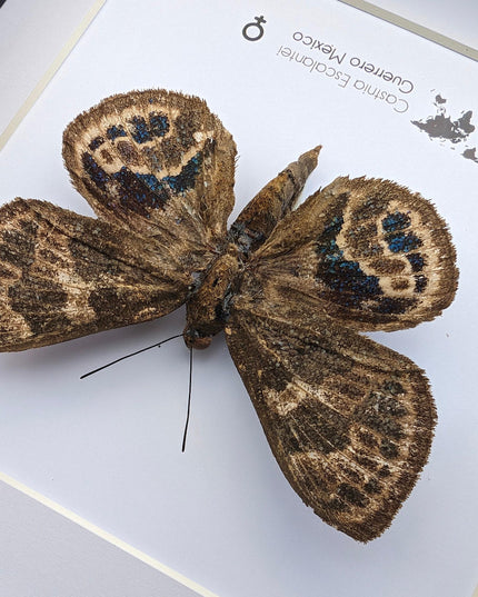 Rare Castnia Escalantei Moth, Taxidermy Entomology Display, 8x8 Framed