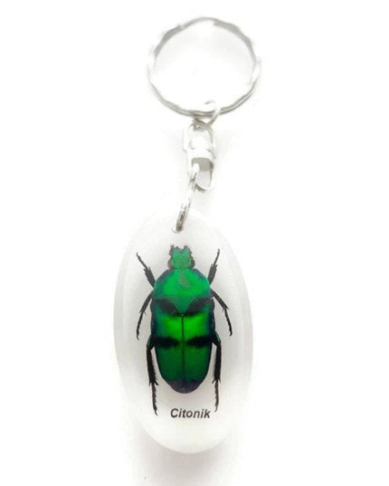 Green stripey beetle resin keyring: ischiopsopha bifasciata keychain