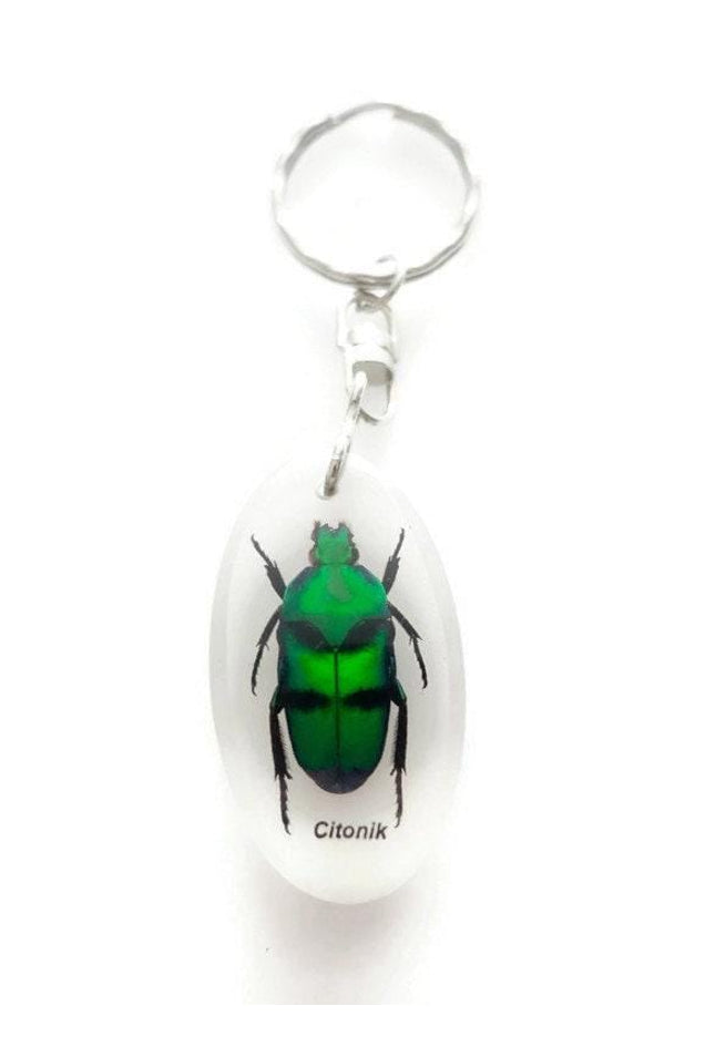 Green stripey beetle resin keyring: ischiopsopha bifasciata keychain
