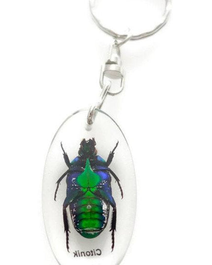 Green stripey beetle resin keyring: ischiopsopha bifasciata keychain