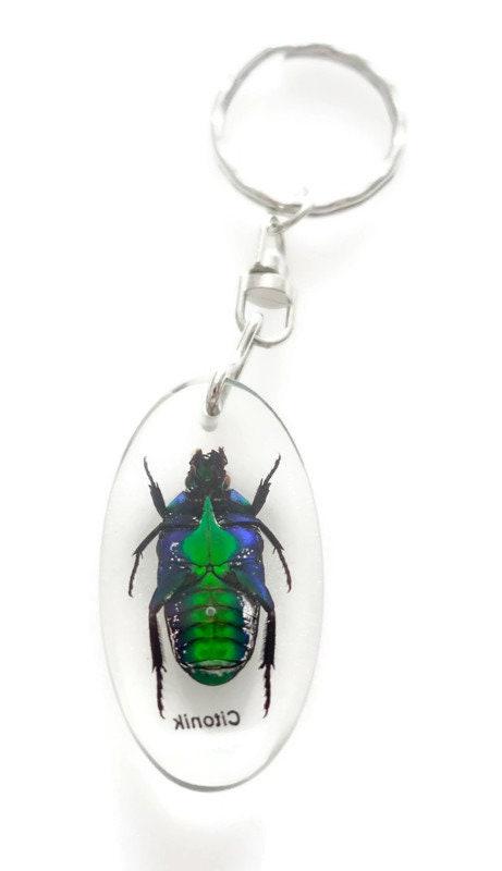 Green stripey beetle resin keyring: ischiopsopha bifasciata keychain