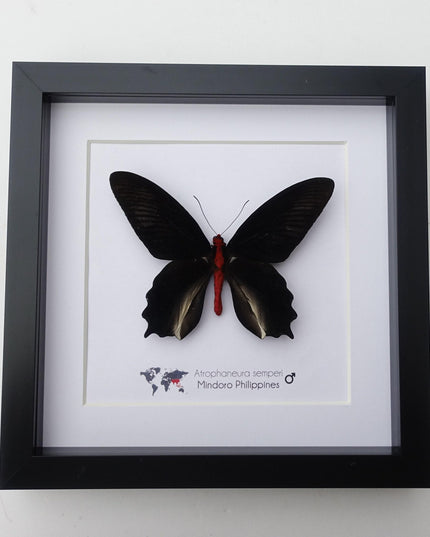 Framed vampire butterfly taxidermy: black & red entomology wall art