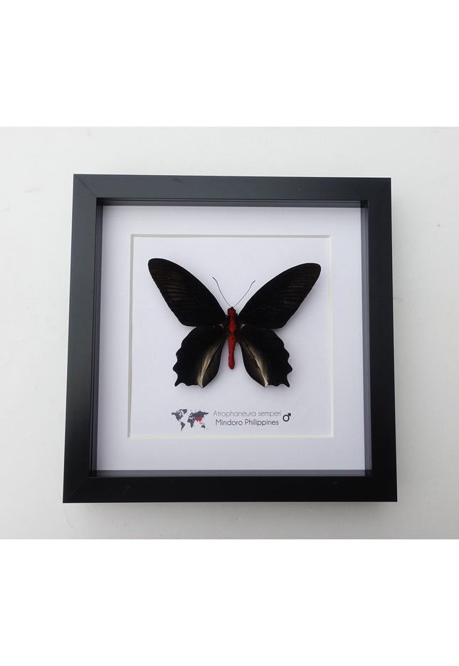 Framed vampire butterfly taxidermy: black & red entomology wall art