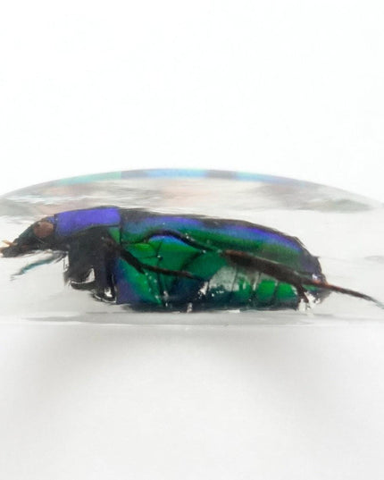 Green stripey beetle resin keyring: ischiopsopha bifasciata keychain