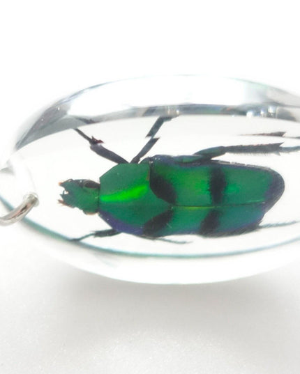 Green stripey beetle resin keyring: ischiopsopha bifasciata keychain