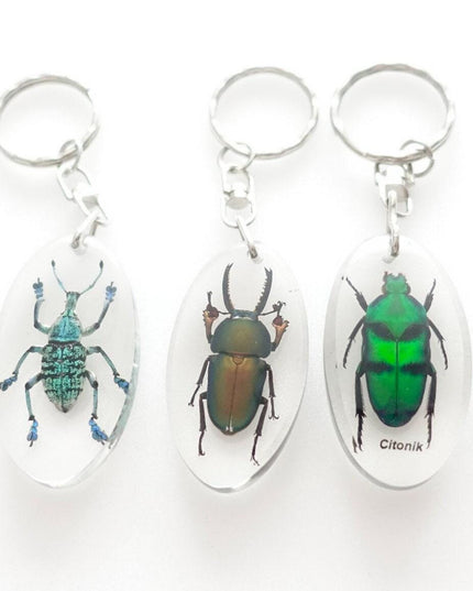 Green stripey beetle resin keyring: ischiopsopha bifasciata keychain