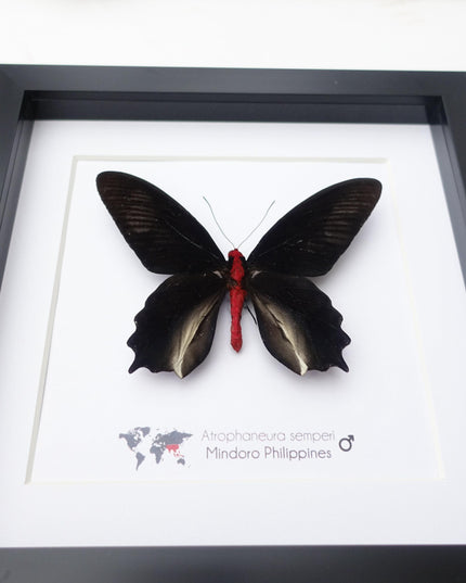 Framed vampire butterfly taxidermy: black & red entomology wall art
