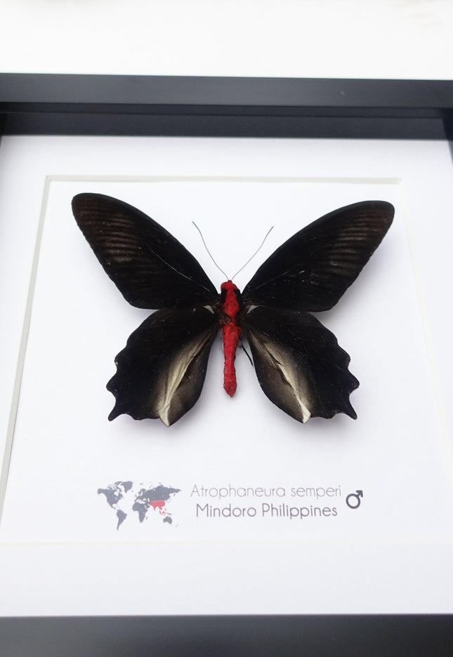 Framed vampire butterfly taxidermy: black & red entomology wall art