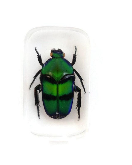 Green stripey beetle resin magnet - cetoniinae ischiopsopha bifasciata